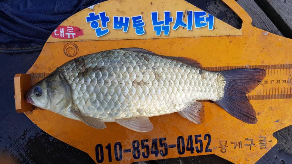 청풍 한버들 낚시터 4짜포함 허릿급 조황입니다 (조황조행기 - 충주호조황속보)