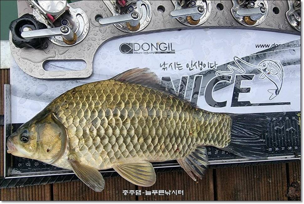 간밤에 폭우가 내렸습니다 (조황조행기 - 충주호조황속보)