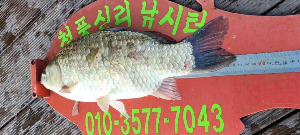 청풍신리낚시터 허리급정보입니다 (조황조행기 - 충주호조황속보)