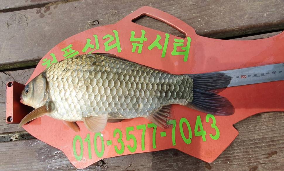 청풍신리낚시터 415cm41cm허리급 3수 조황입니다 (조황조행기 - 충주호조황속보)