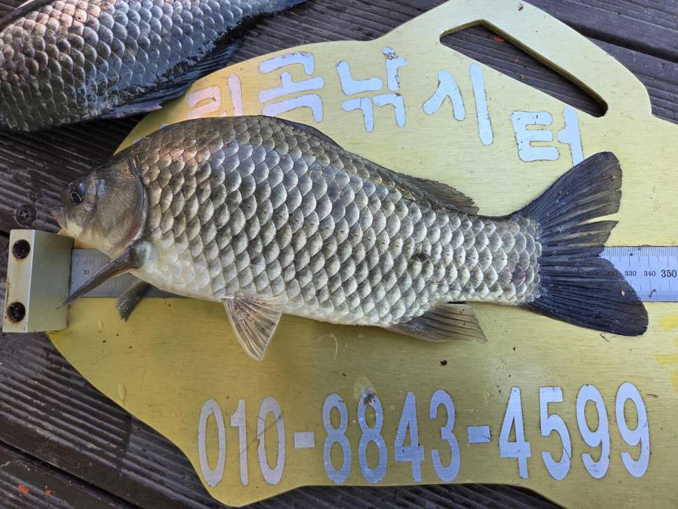 청풍 실리곡낚시터 조황입니다 (조황조행기 - 충주호조황속보)