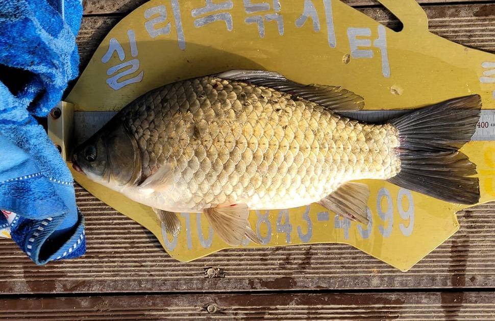 실리곡낚시터 42cm외 4짜3수 조황입니다 (조황조행기 - 충주호조황속보)