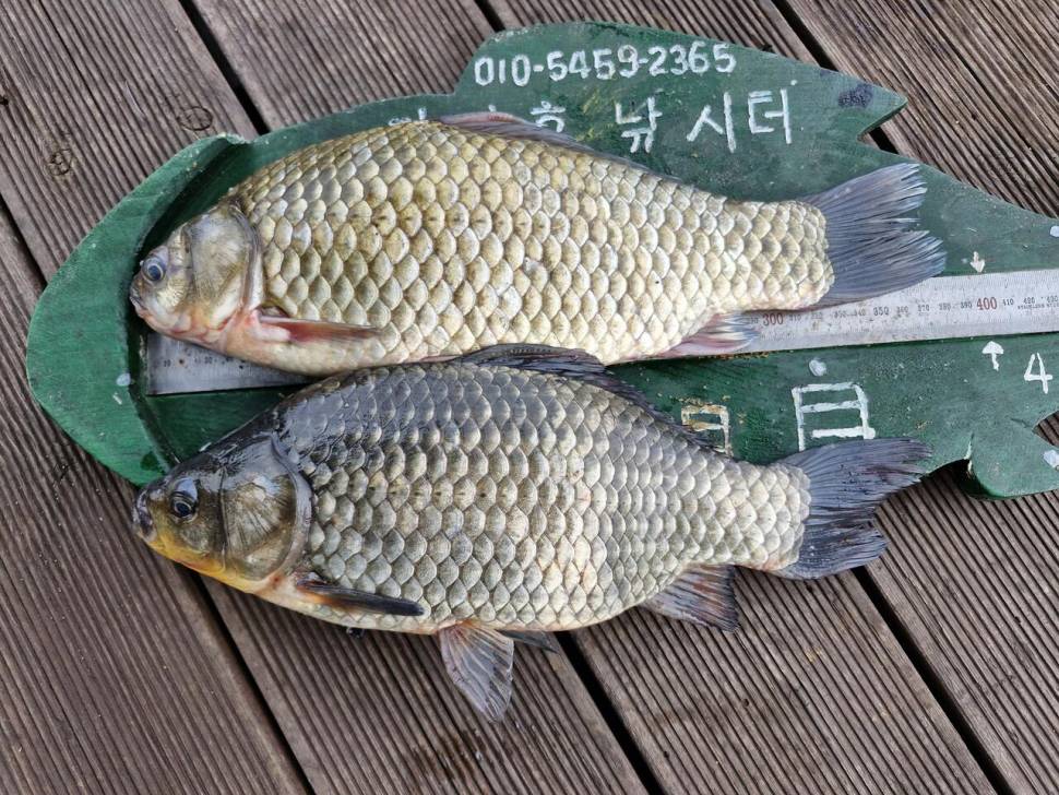 용곡 김기호낚시터 조황정보 입니다 (조황조행기 - 충주호조황속보)
