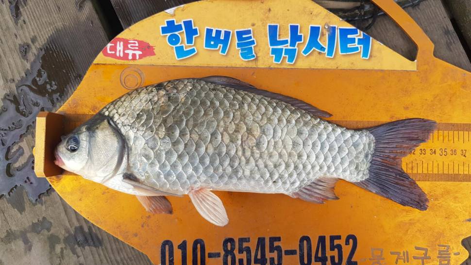 한버들 조황입니다 (조황조행기 - 충주호조황속보)