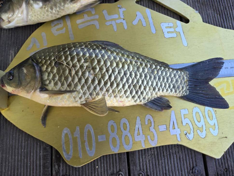청풍 실리곡낚시터 조황입니다 (조황조행기 - 충주호조황속보)