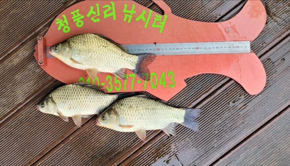청풍신리낚시터 허리급 조황입니다 (조황조행기 - 충주호조황속보)