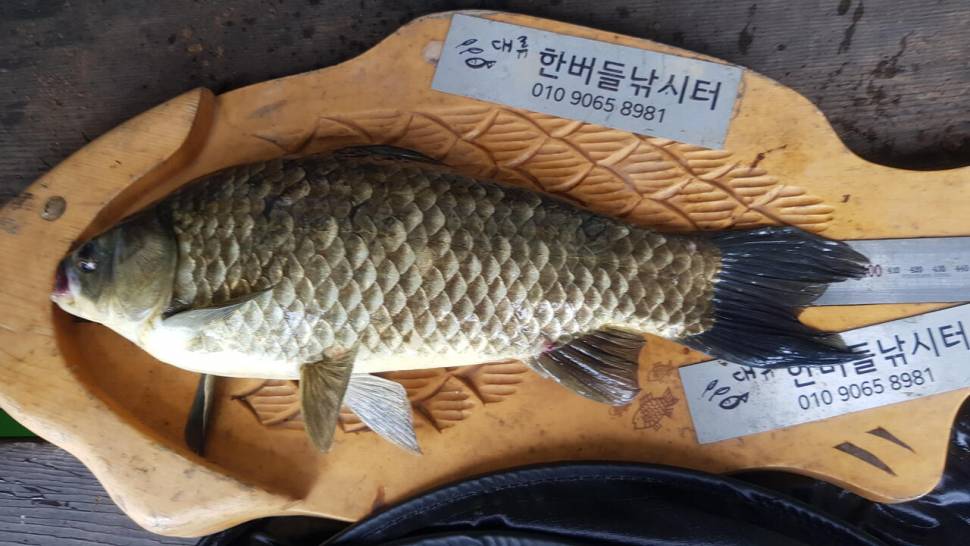 청풍 한버들 낚시터 4짜포함 허릿급 조황입니다 (조황조행기 - 충주호조황속보)