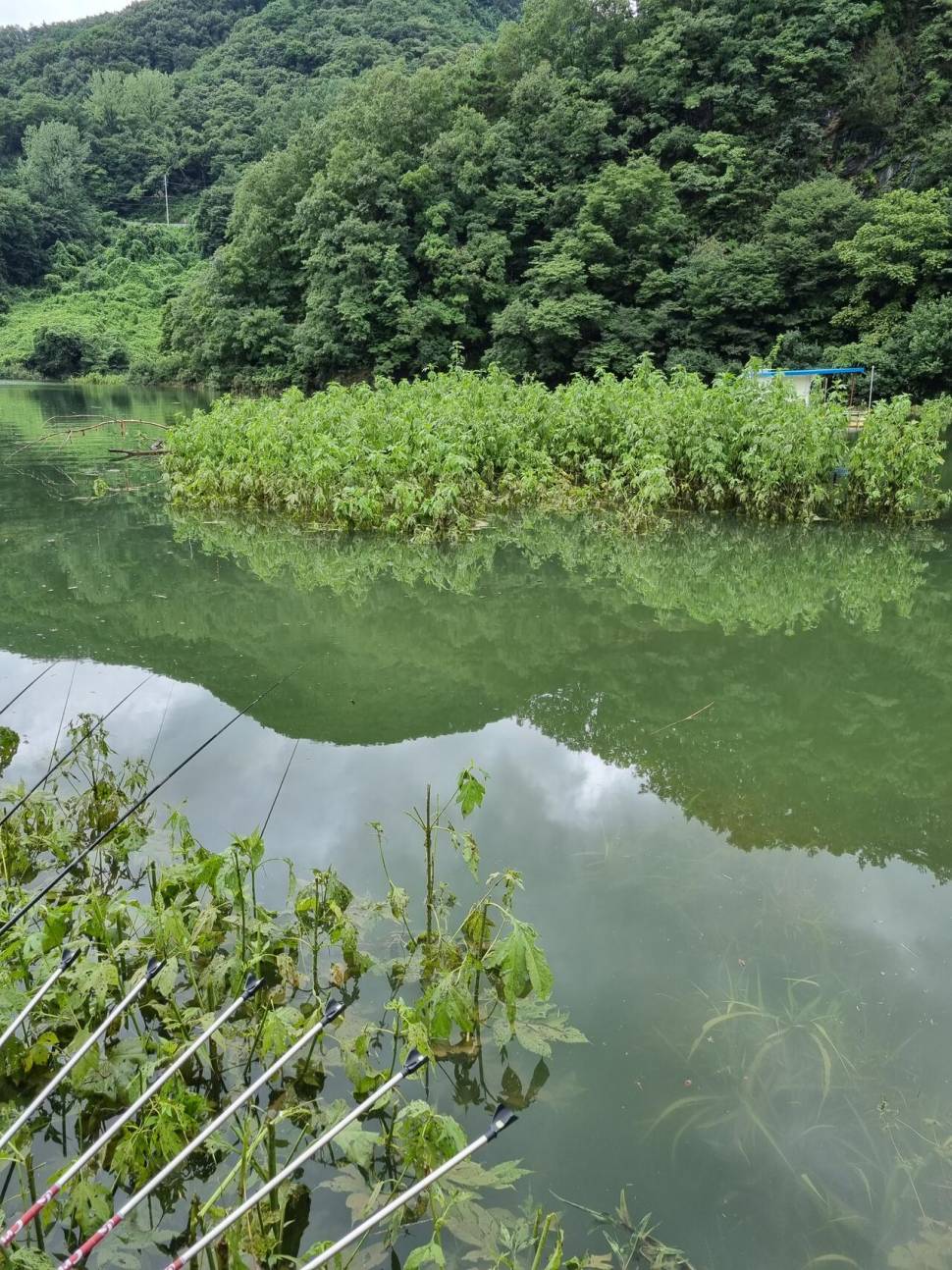 사오리 낚시터 (조황조행기 - 충주호조황속보)