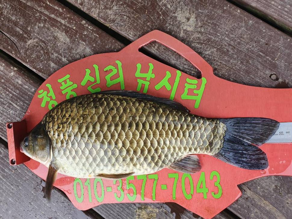 청풍신리낚시터 43cm415cm 4짜4짜 허리급 5수 조황입니다 (조황조행기 - 충주호조황속보)