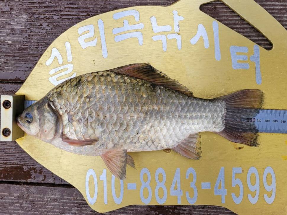 실리곡낚시터 조황입니다 (조황조행기 - 충주호조황속보)