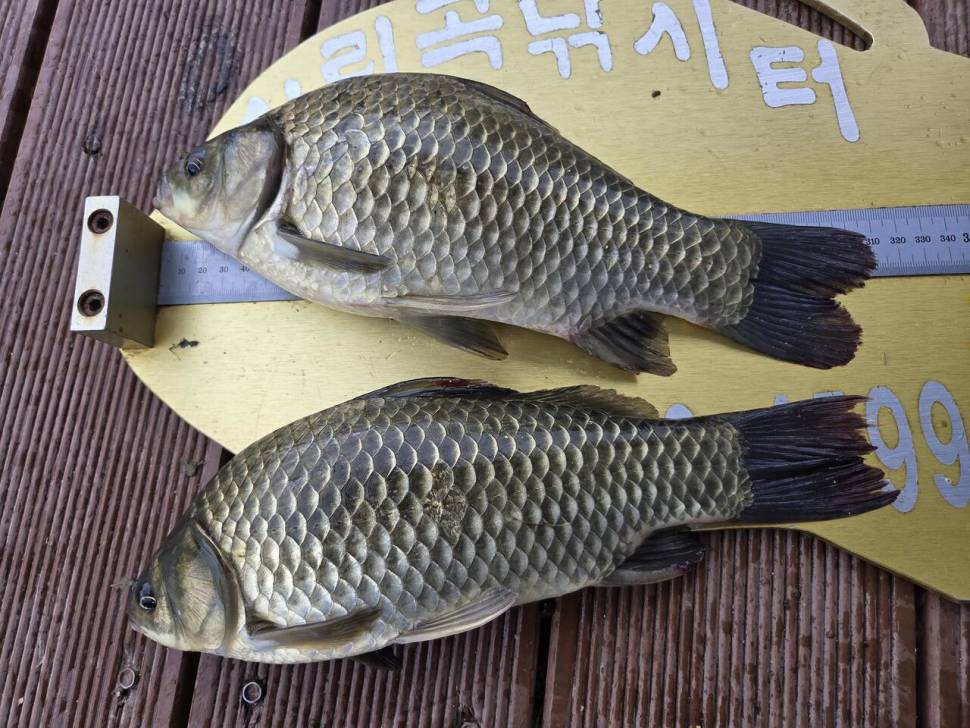청풍 실리곡낚시터 조황입니다 (조황조행기 - 충주호조황속보)