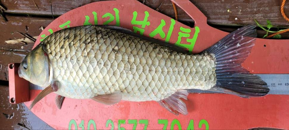 청풍신리낚시터 427cm 조황입니다 (조황조행기 - 충주호조황속보)