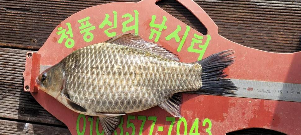 청풍신리낚시터 허리급 조황입니다 (조황조행기 - 충주호조황속보)