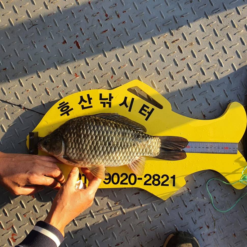 후산낚시터 조황 안내 입니다 (조황조행기 - 충주호조황속보)