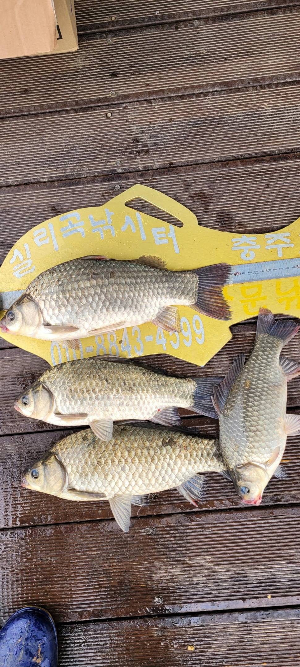실리곡낚시터 434cm 415cm 4짜 조황입니다 (조황조행기 - 충주호조황속보)