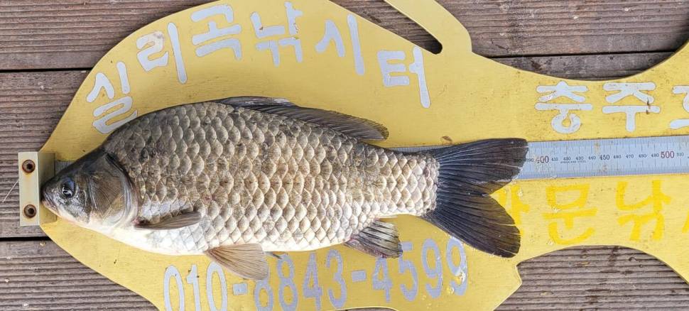 실리곡낚시터 허리급 조황입니다 (조황조행기 - 충주호조황속보)