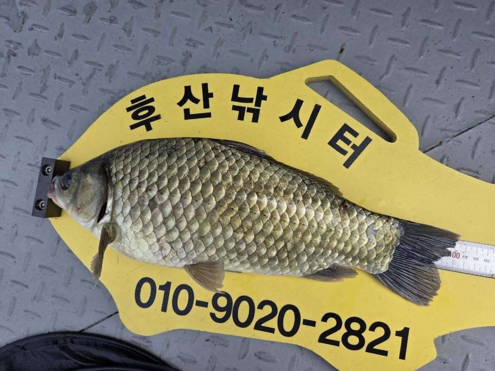 후산낚시터 조황안내 (조황조행기 - 충주호조황속보)