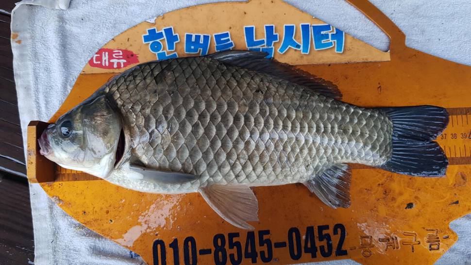 한버들 4짜 포함 허릿급 조황입니다 (조황조행기 - 충주호조황속보)