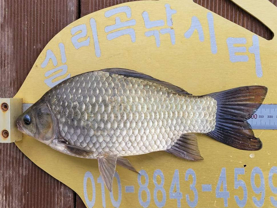 실리곡낚시터 조황입니다 (조황조행기 - 충주호조황속보)