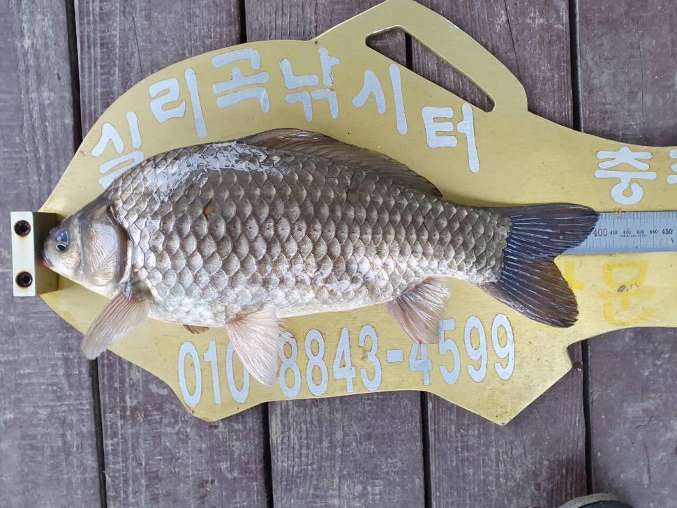 실리곡낚시터 4짜허리급 조황입니다 (조황조행기 - 충주호조황속보)