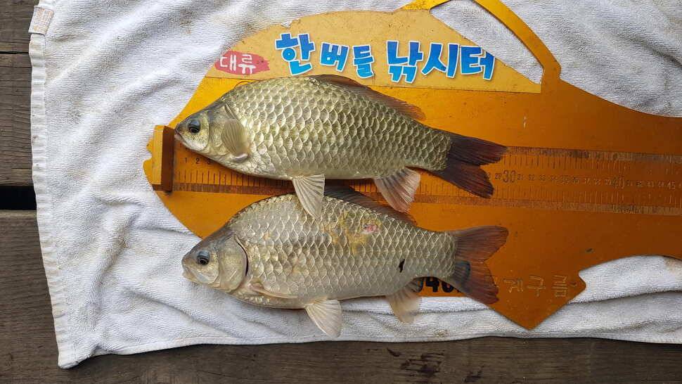 한버들 조황입니다 (조황조행기 - 충주호조황속보)