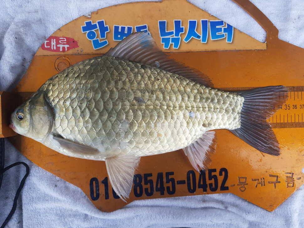 한버들 조황입니다 (조황조행기 - 충주호조황속보)