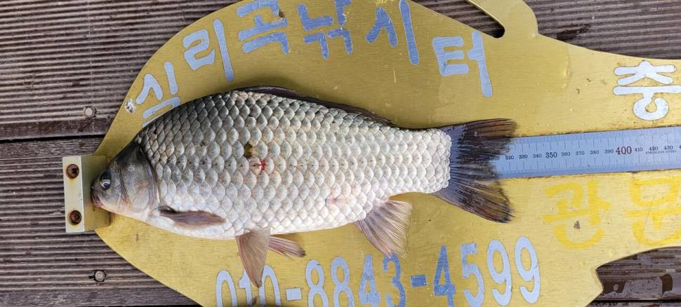 실리곡낚시터 조황입니다 (조황조행기 - 충주호조황속보)