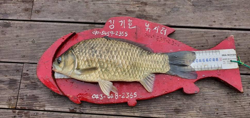 용곡 김기호 낚시터 사짜 마리수 조황 입니다 (조황조행기 - 충주호조황속보)
