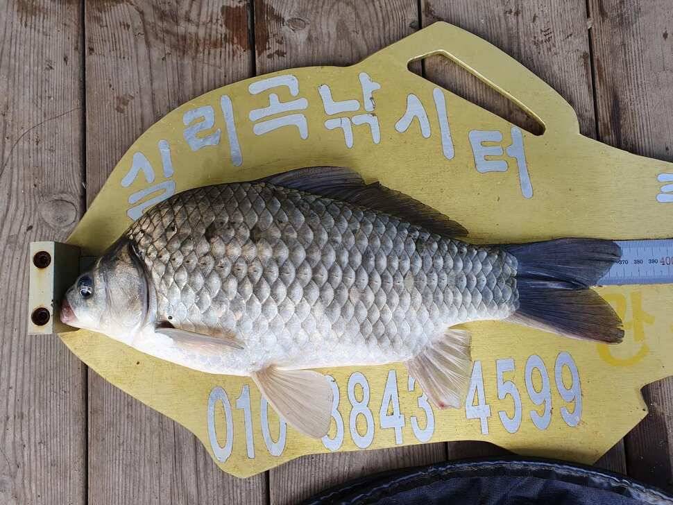 실리곡낚시터 허리급 조황입니다 (조황조행기 - 충주호조황속보)