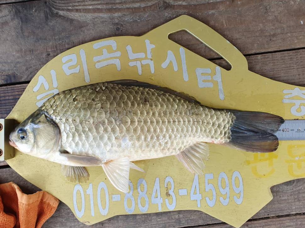실리곡낚시터 4짜 조황입니다 (조황조행기 - 충주호조황속보)