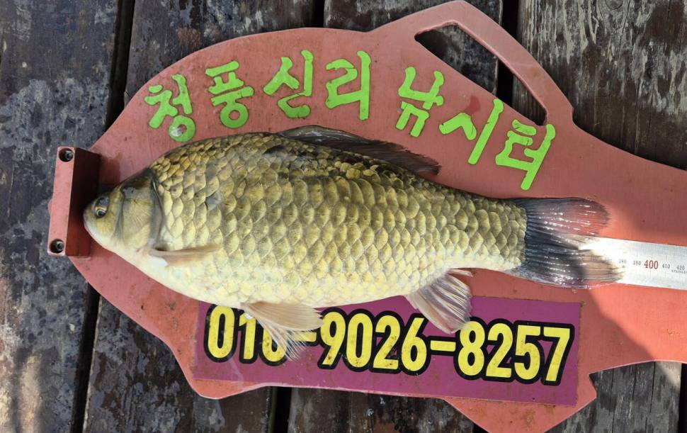 청풍신리낚시터 주말조황입니다 (조황조행기 - 충주호조황속보)