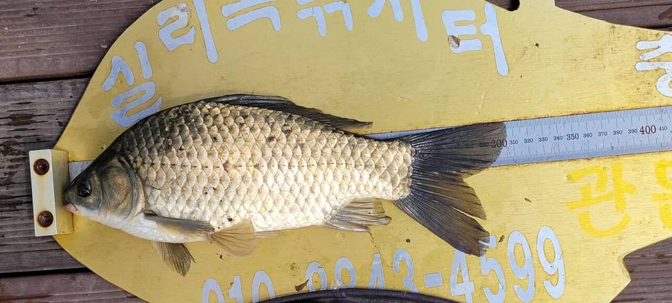 실리곡낚시터 조황입니다 (조황조행기 - 충주호조황속보)