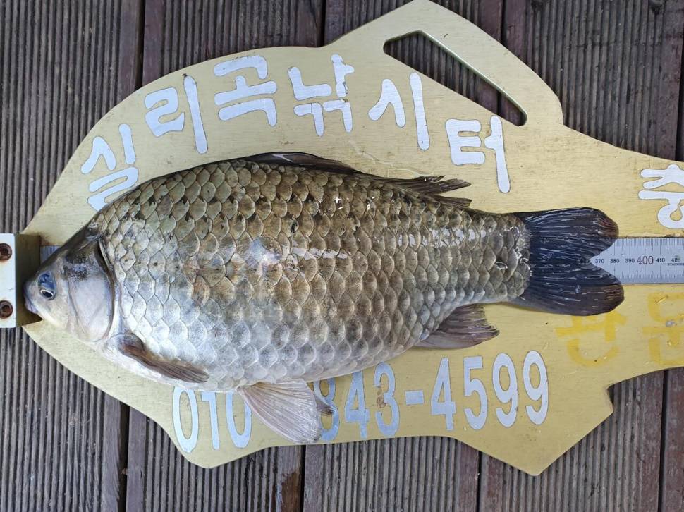 실리곡낚시터 4짜허리급 조황입니다 (조황조행기 - 충주호조황속보)