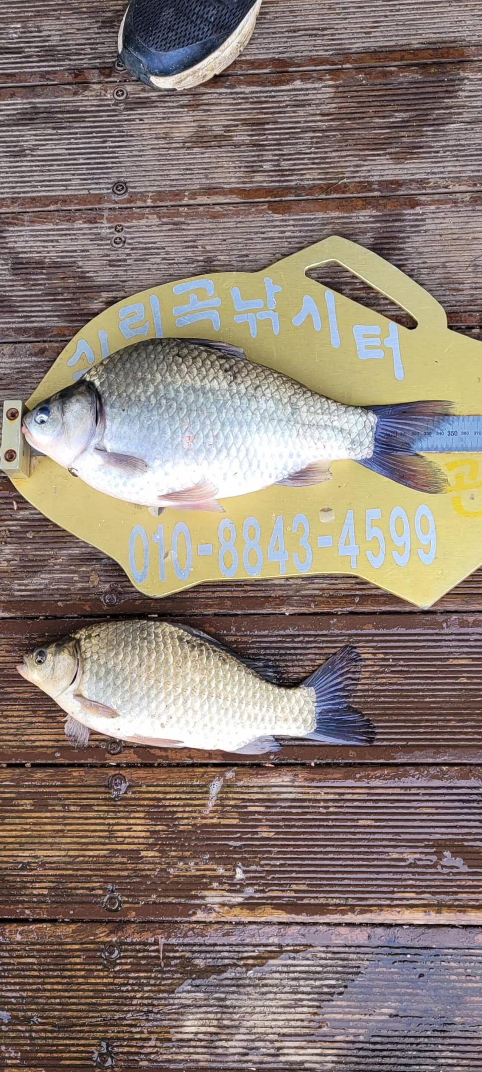 실리곡낚시터 허리급 조황입니다 (조황조행기 - 충주호조황속보)