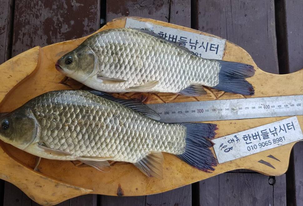 청풍 한버들 낚시터 4짜포함 허릿급 조황입니다 (조황조행기 - 충주호조황속보)