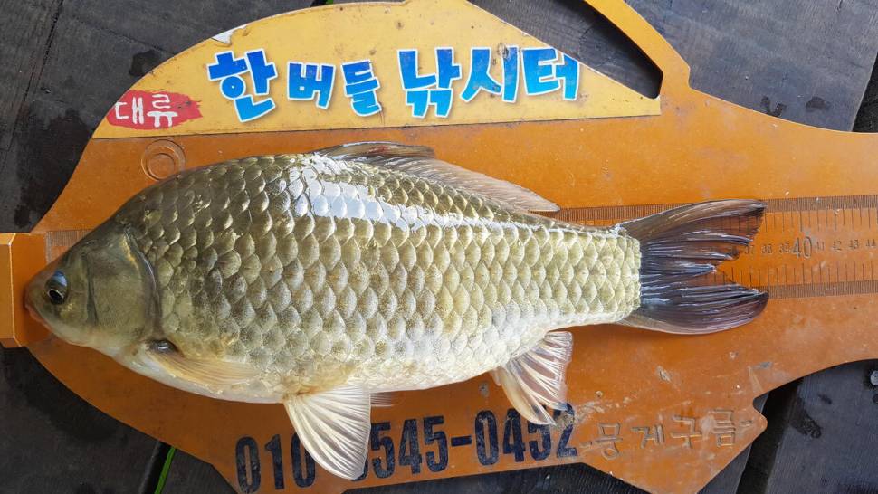 한버들 조황입니다 (조황조행기 - 충주호조황속보)