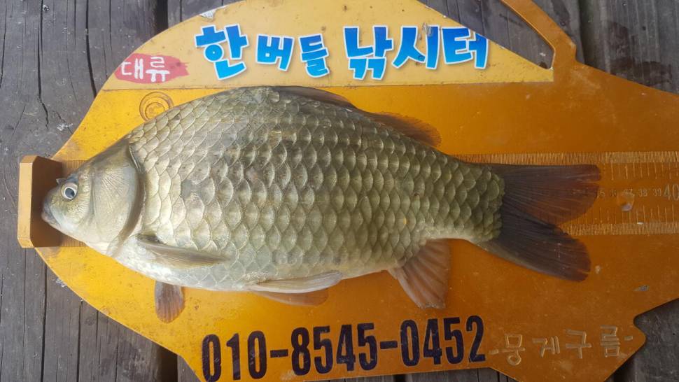 한버들 조황입니다 (조황조행기 - 충주호조황속보)