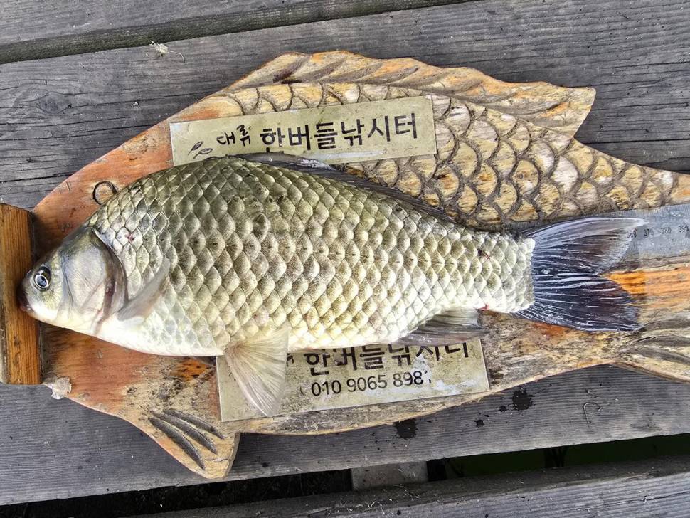 청풍 한버들 조황입니다 (조황조행기 - 충주호조황속보)