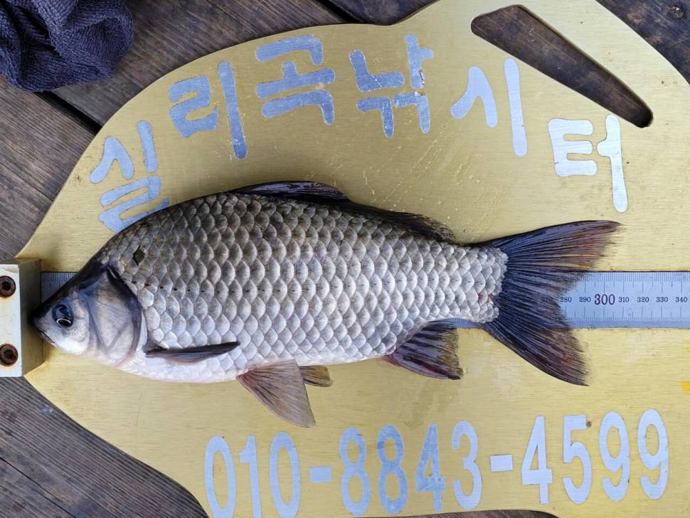 실리곡낚시터 조황입니다 (조황조행기 - 충주호조황속보)