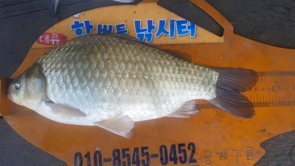 한버들 조황입니다 (조황조행기 - 충주호조황속보)