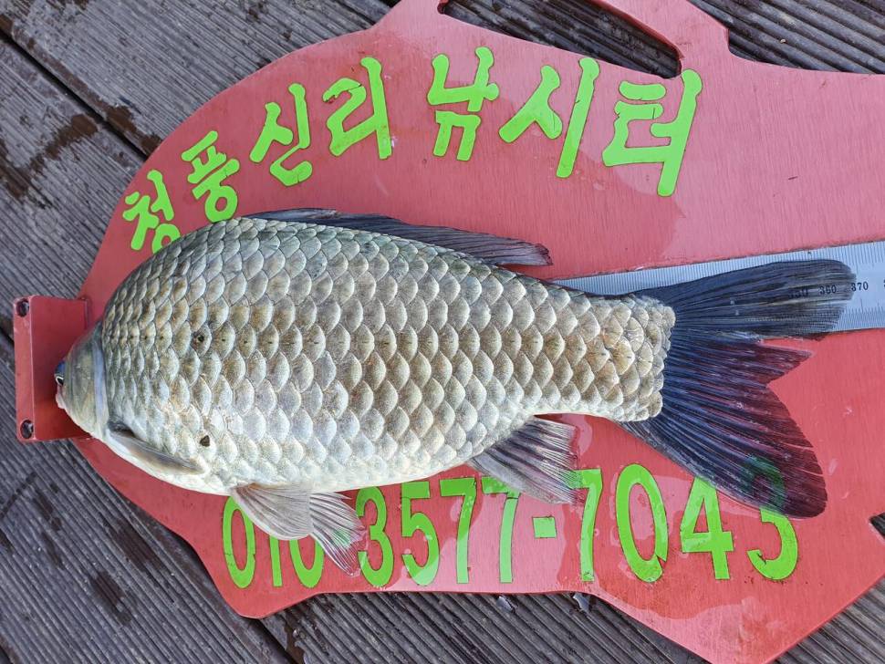 청풍신리낚시터 4짜허리급 조황입니다 (조황조행기 - 충주호조황속보)