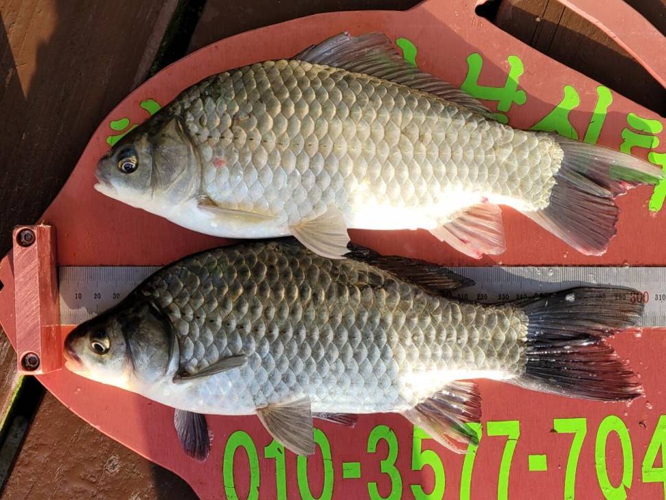 청풍신리낚시터 41cm4짜 조황정보입니다 (조황조행기 - 충주호조황속보)