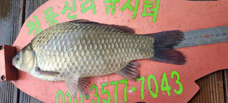 청풍신리낚시터 허리급 조황입니다 (조황조행기 - 충주호조황속보)
