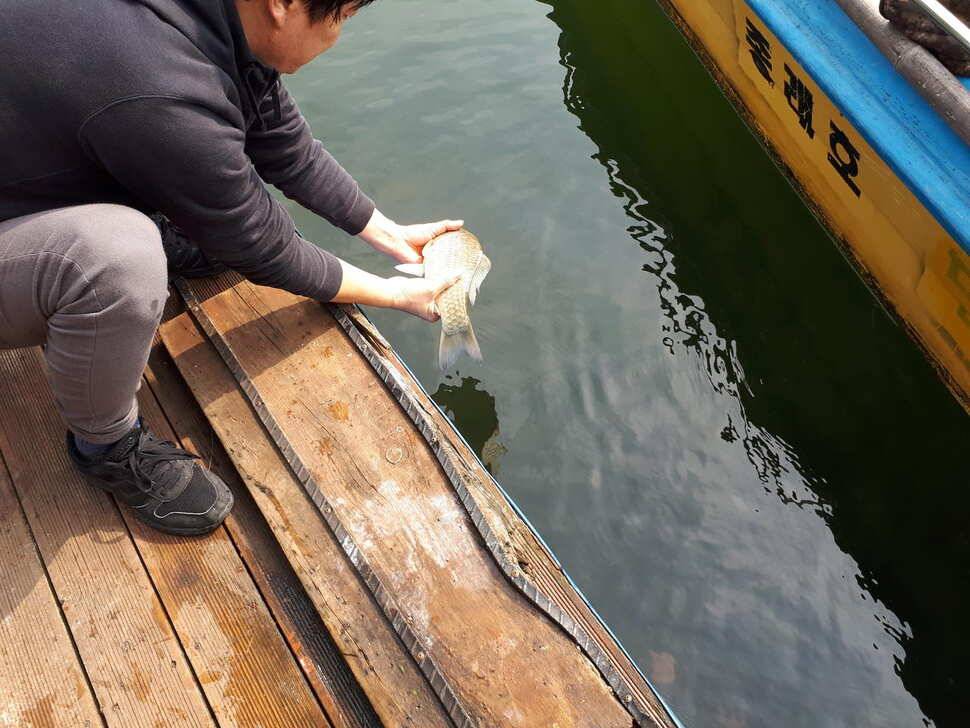 사오단돈조항소식입니다 (조황조행기 - 충주호조황속보)