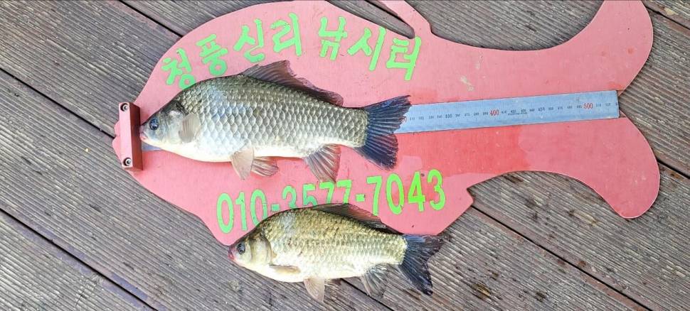 청풍신리낚시터 조황입니다 (조황조행기 - 충주호조황속보)