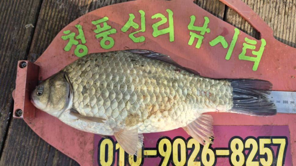 청풍신리낚시터 주말조황입니다 (조황조행기 - 충주호조황속보)