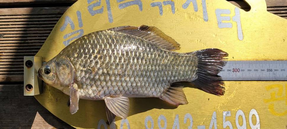 실리곡낚시터 허리급 조황입니다 (조황조행기 - 충주호조황속보)