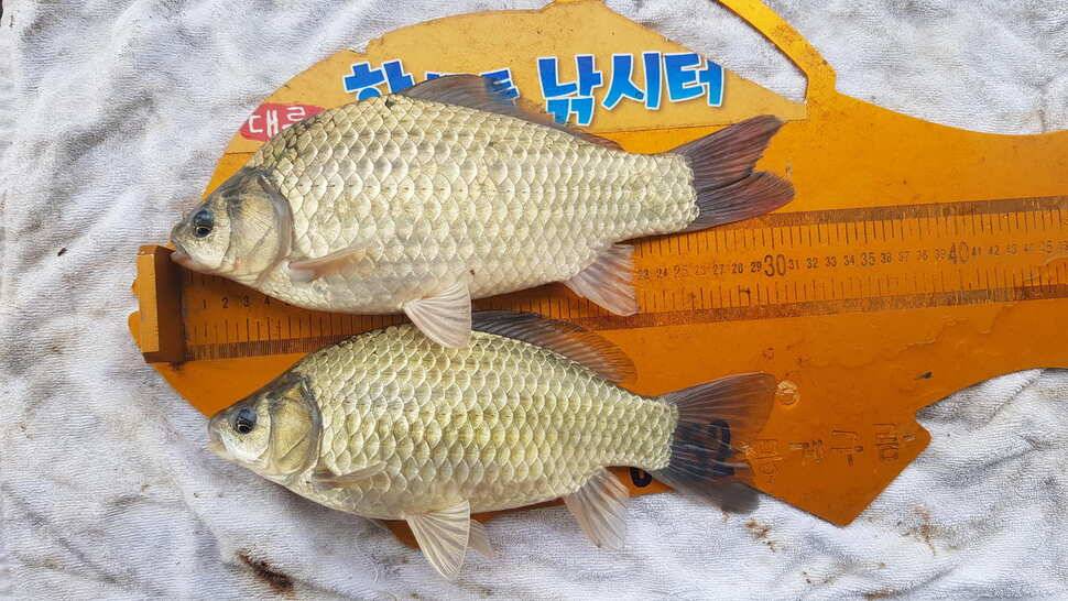 한버들 조황입니다 (조황조행기 - 충주호조황속보)
