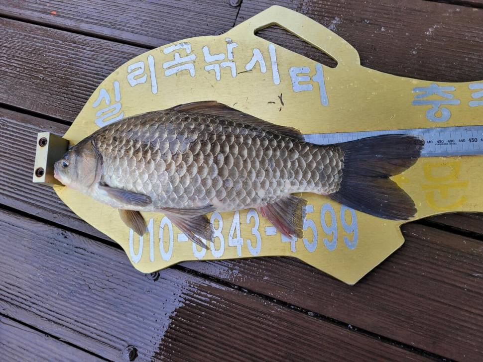청풍 실리곡낚시터 4짜외 허리급입니다 (조황조행기 - 충주호조황속보)