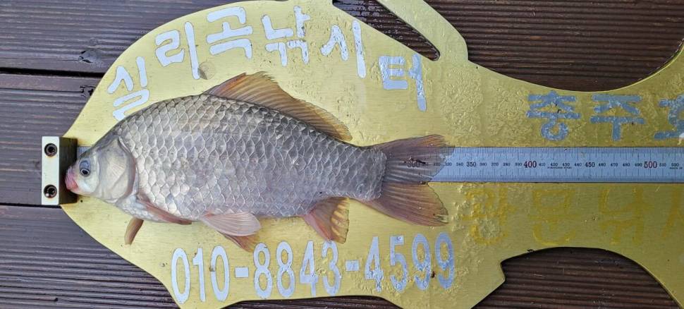 실리곡낚시터 허리급 조황입니다 (조황조행기 - 충주호조황속보)